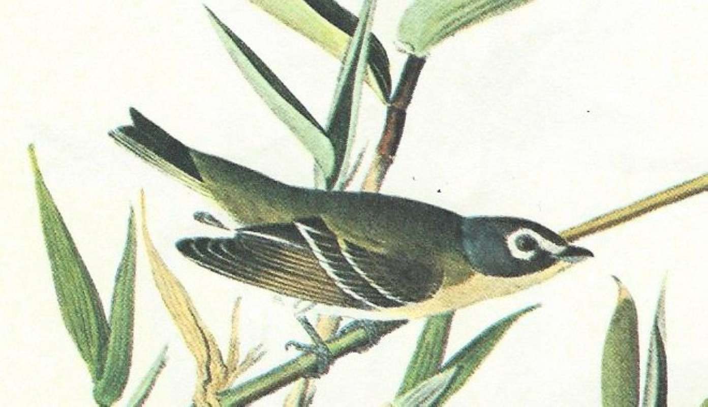 Closer Viw of Male<br>(Origin of the Specimen: Audubon Painting)