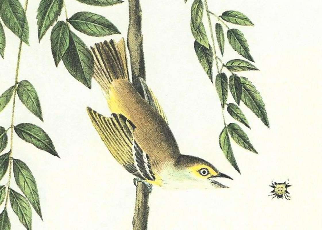 Closer View of Male<br>(Origin of the Specimen: Audubon Painting)