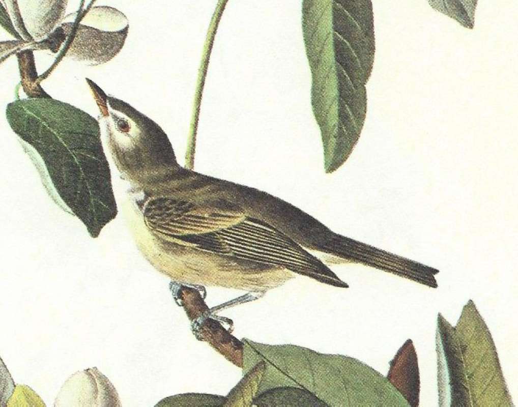 Closer View of Male<br>(Origin of the Specimen: Audubon Painting)