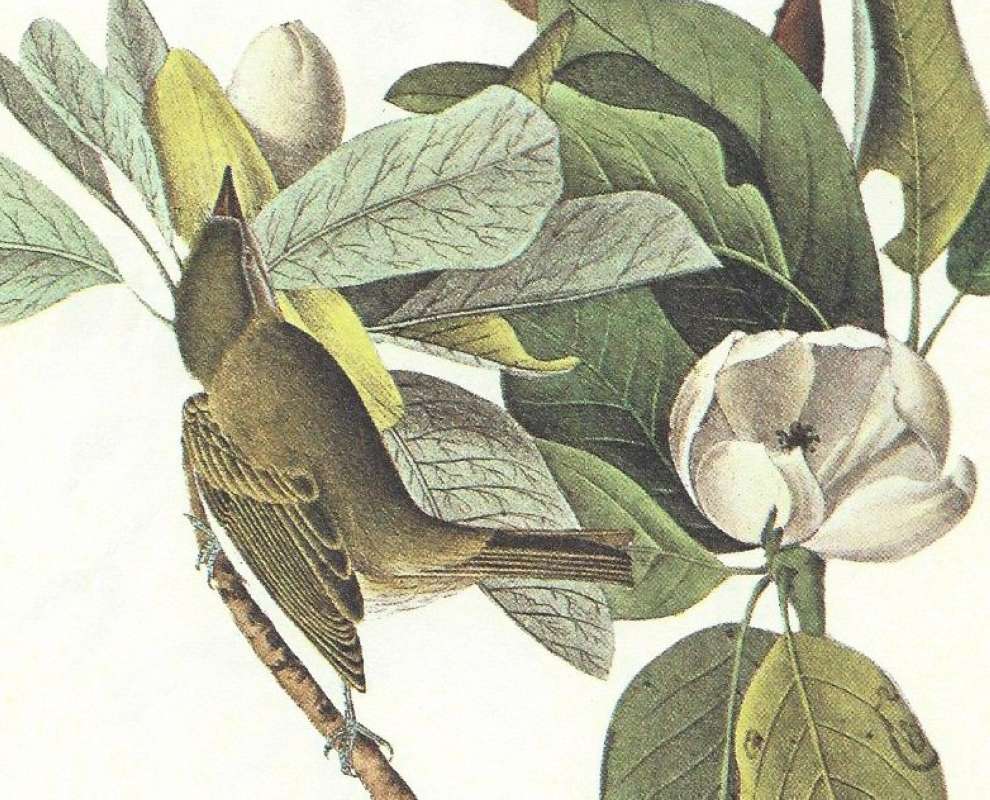 Closer View of Female<br>(Origin of the Specimen: Audubon Painting)