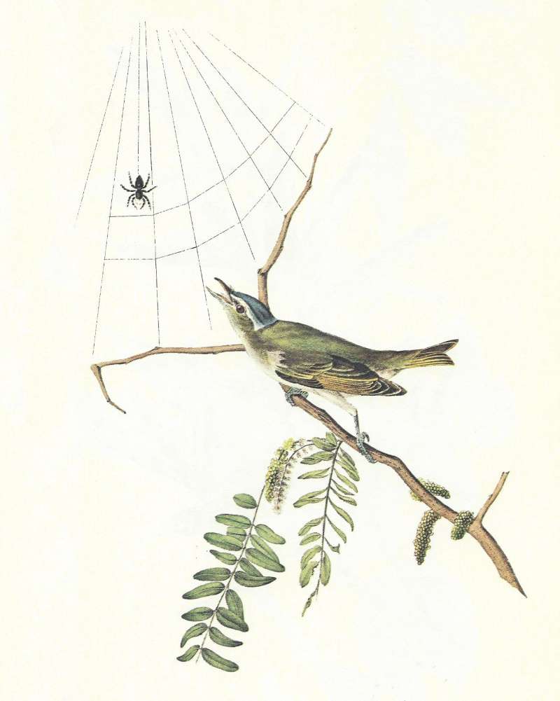 Male - Studying Spider<br>(Origin of the Specimen: Audubon Painting)