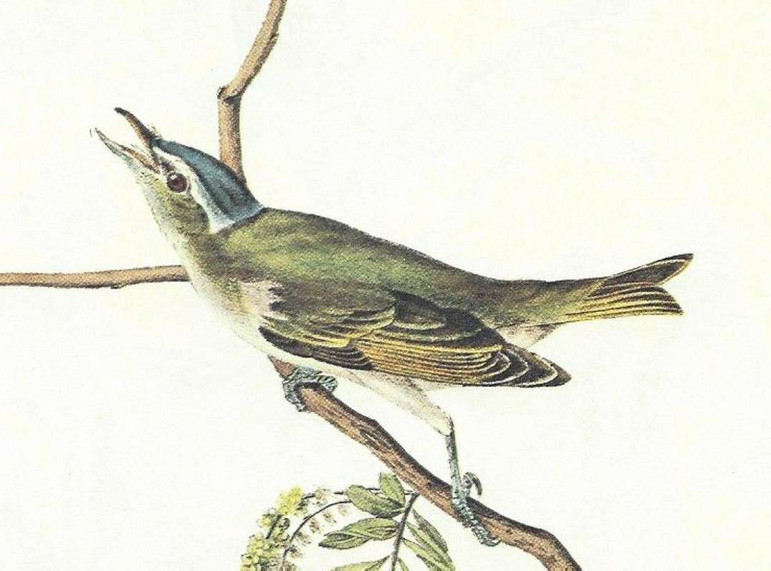 Closer View of Male<br>(Origin of the Specimen: Audubon Painting)
