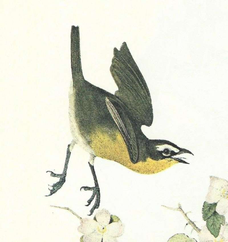 Closer View of Second male in Flight<br>(Origin of the Specimen: Audubon Painting)