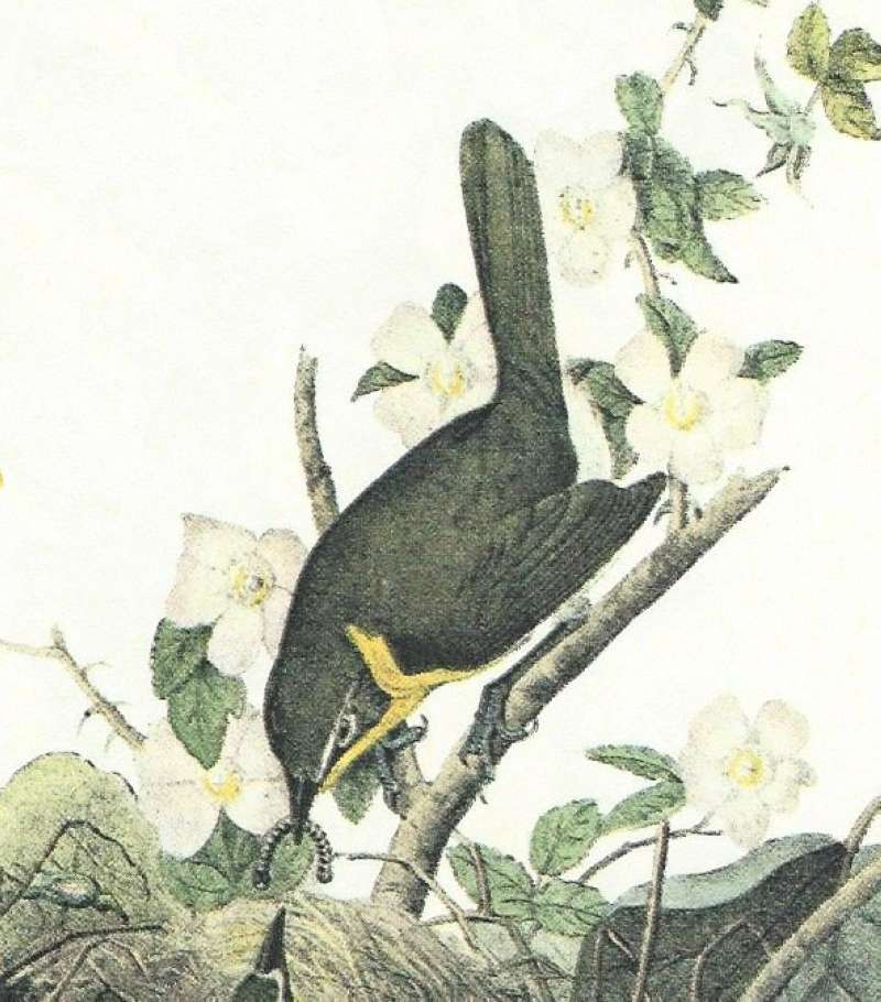 Closer View of Perched Thrid Male<br>(Origin of the Specimen: Audubon Painting)