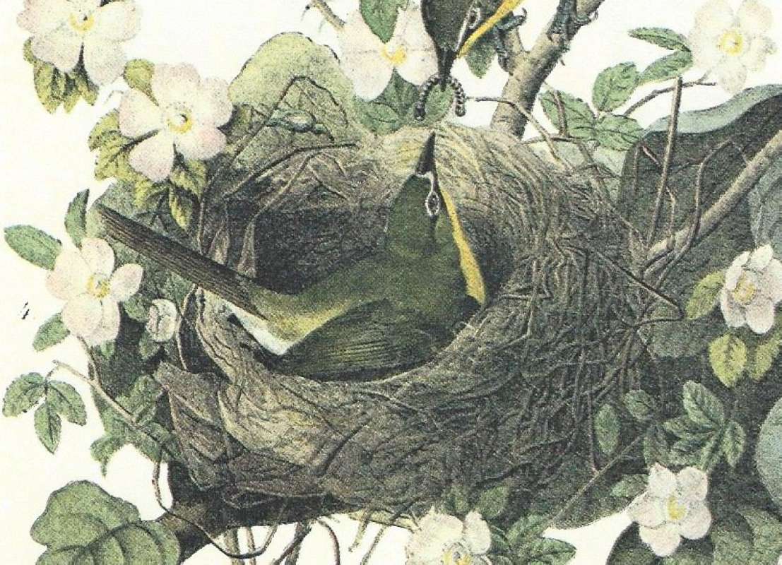 Female in Nest.<br>(Origin of the Specimen: Audubon Painting)