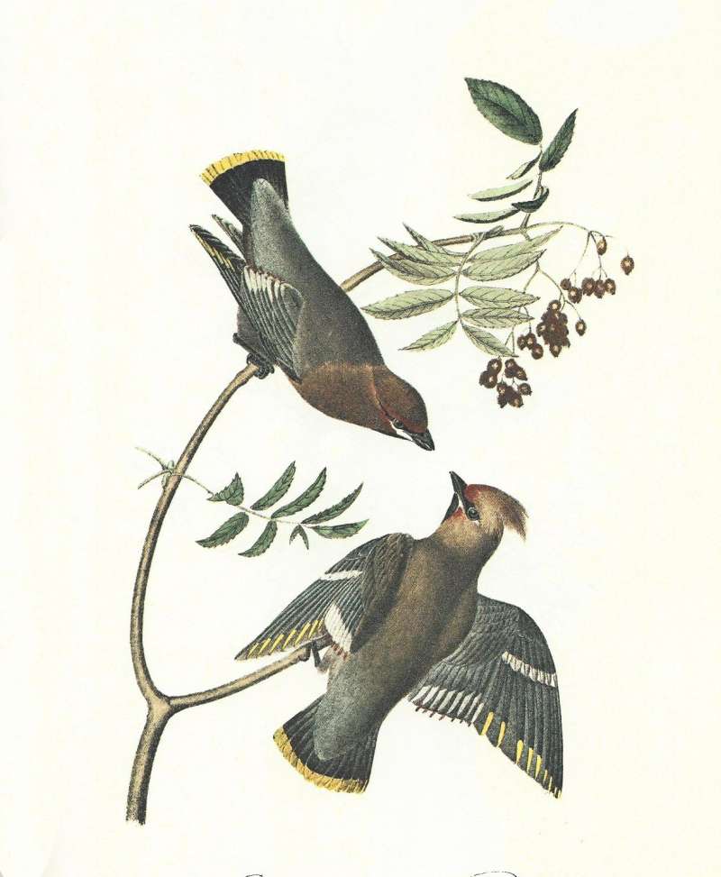 Female Above, Male Below<br>(Origin of the Specimen: Audubon Painting)