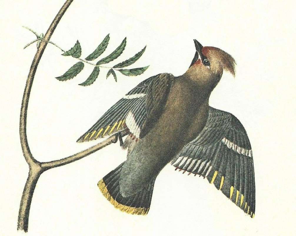 Closer View of Male with Wings Spread<br>(Origin of the Specimen: Audubon Painting)