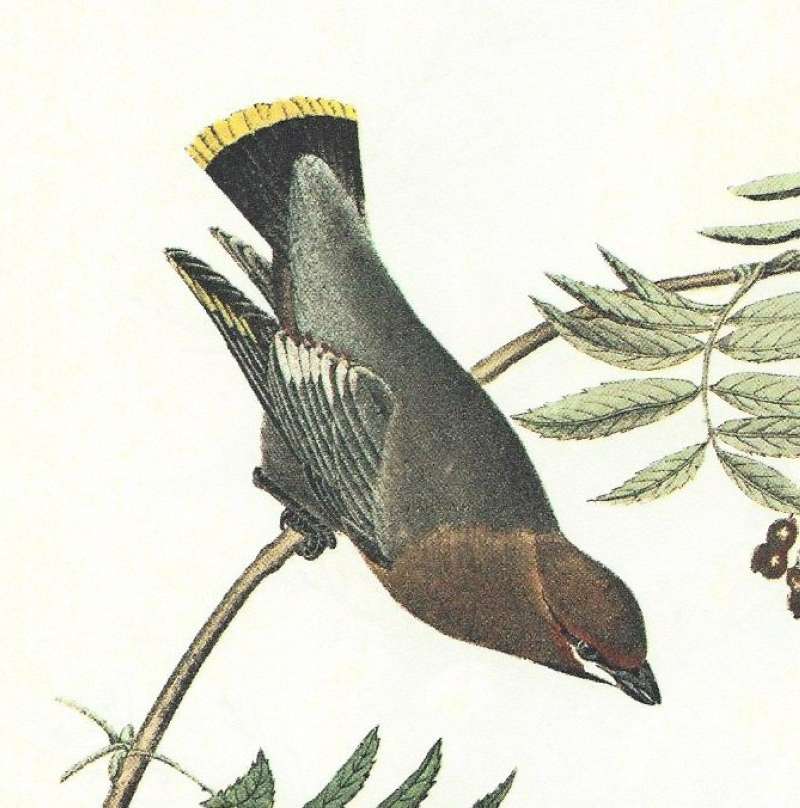 Closer View of Perched Female<br>(Origin of the Specimen: Audubon Painting)