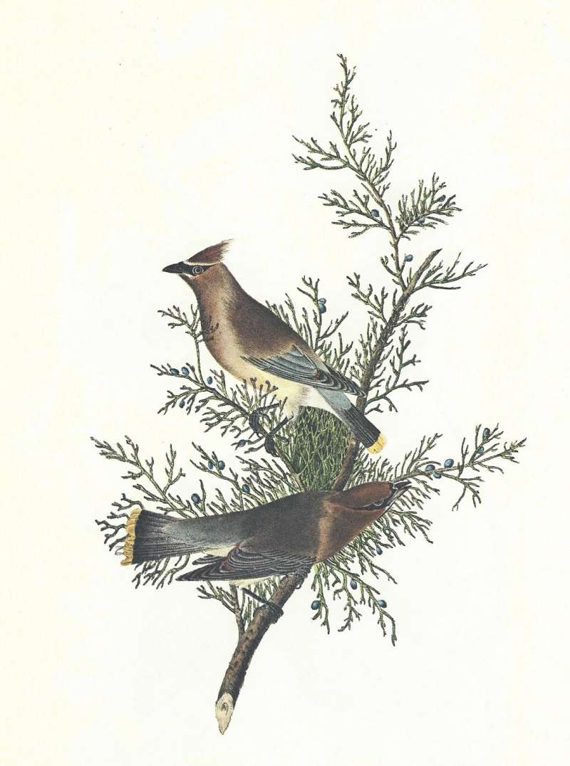 Pair on red cedar, Female Above, Mlae Below<br>(Origin of the Specimen: Audubon Painting)