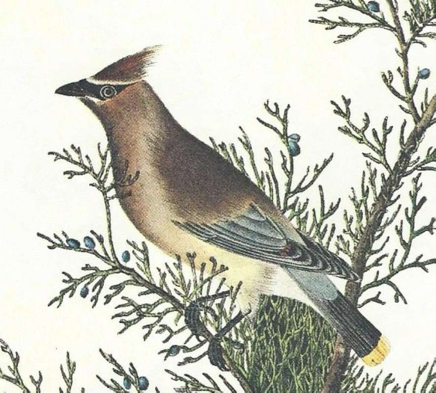 Closer View of Female<br>(Origin of the Specimen: Audubon Painting)