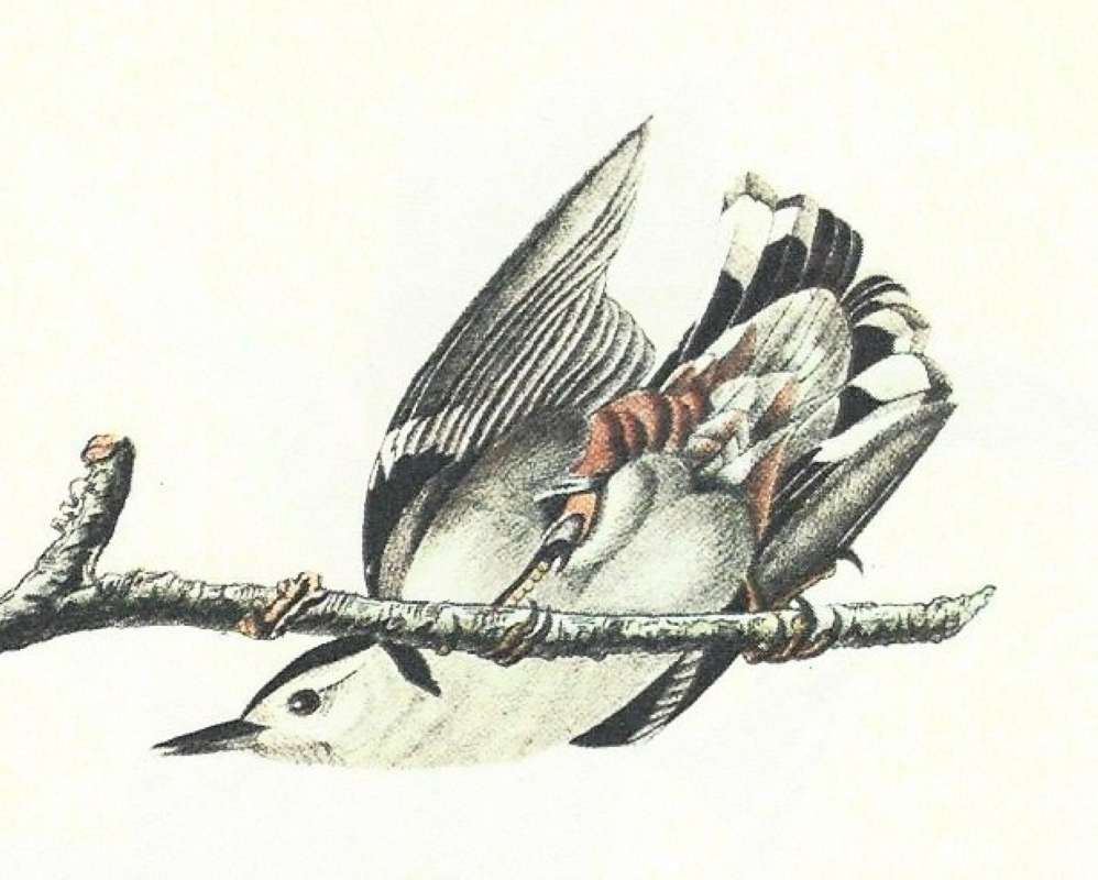 Closer View of Ventral Fmeale<br>(Origin of the Specimen: Audubon Painting)
