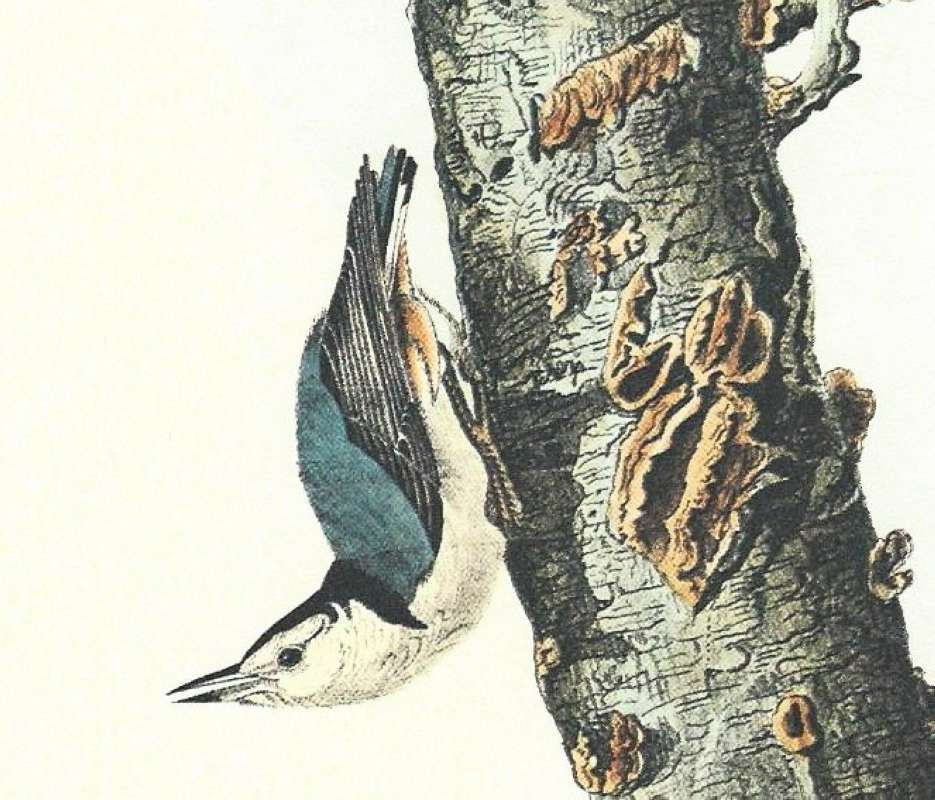 Closer Side View of Female<br>(Origin of the Specimen: Audubon Painting)