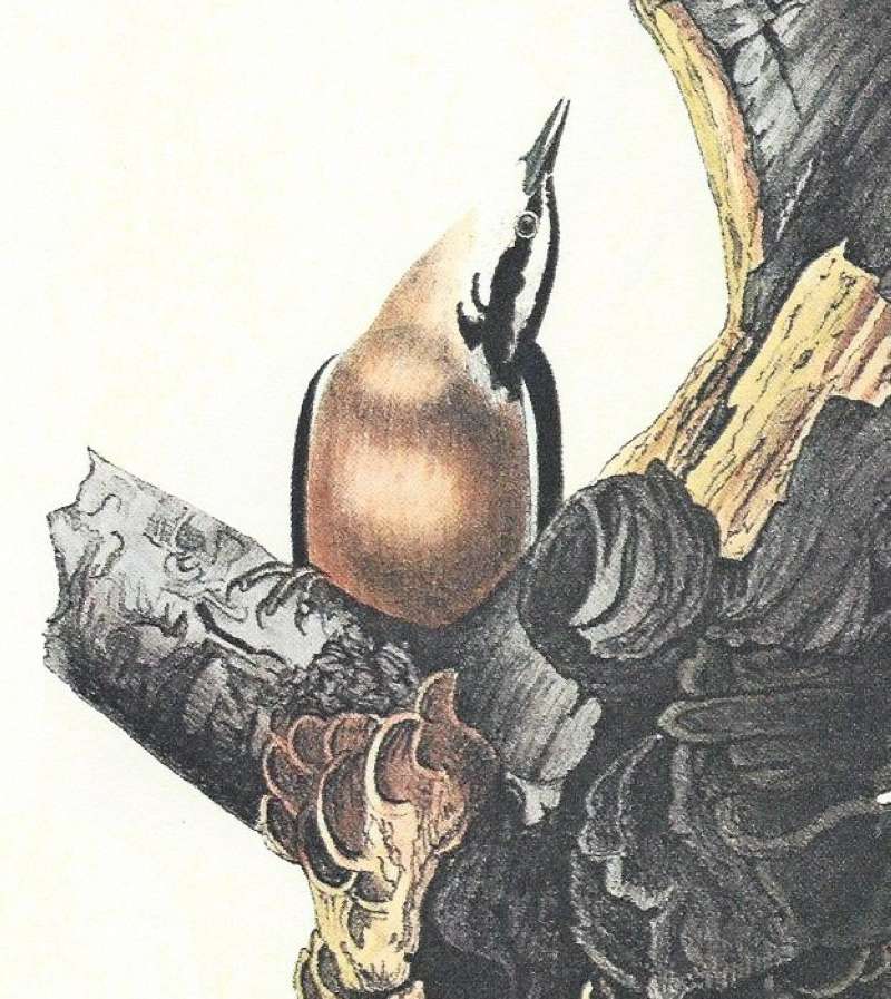 Close View of Femael Breast<br>(Origin of the Specimen: Audubon Painting)