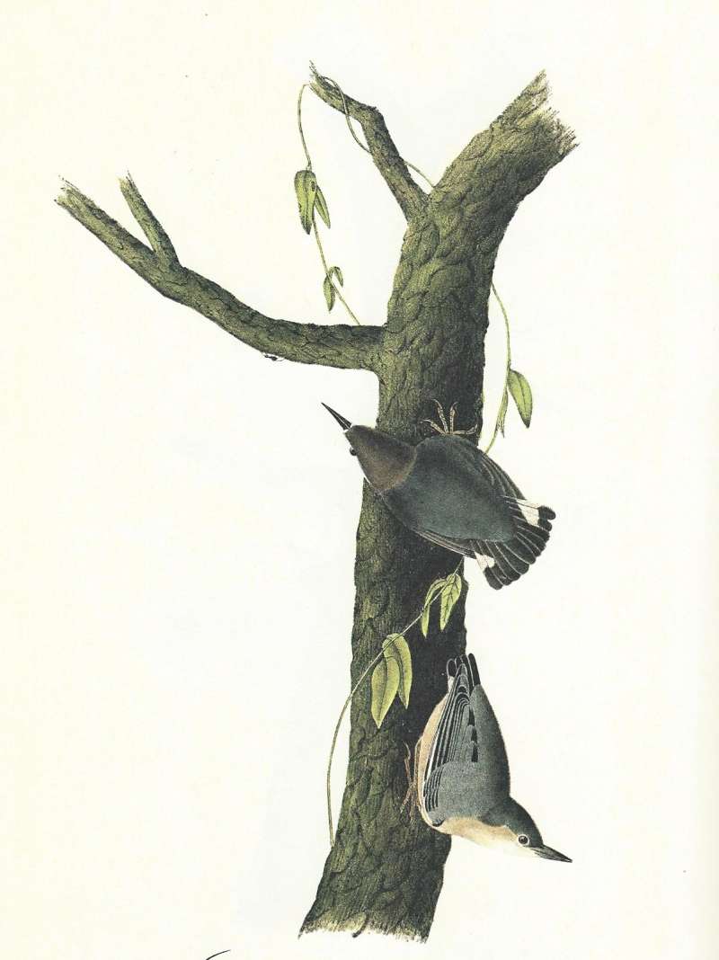 Two Adults on Tree<br>(Origin of the Specimen: Audubon Painting)