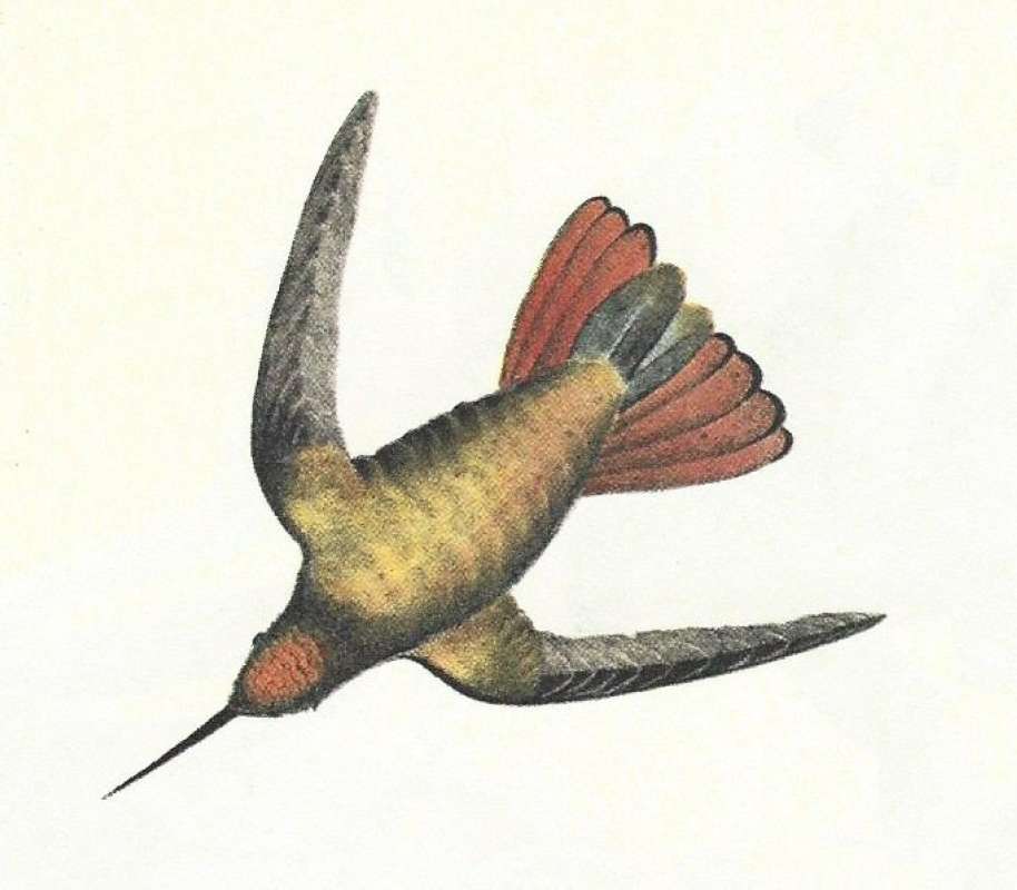 Closer View of Male in Flight<br>(Origin of the Specimen: Audubon Painting)