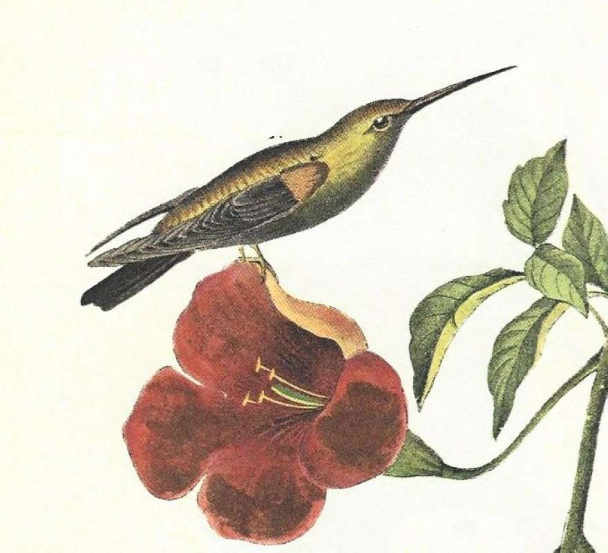 Closer View of Perched Male<br>(Origin of the Specimen: Audubon Painting)