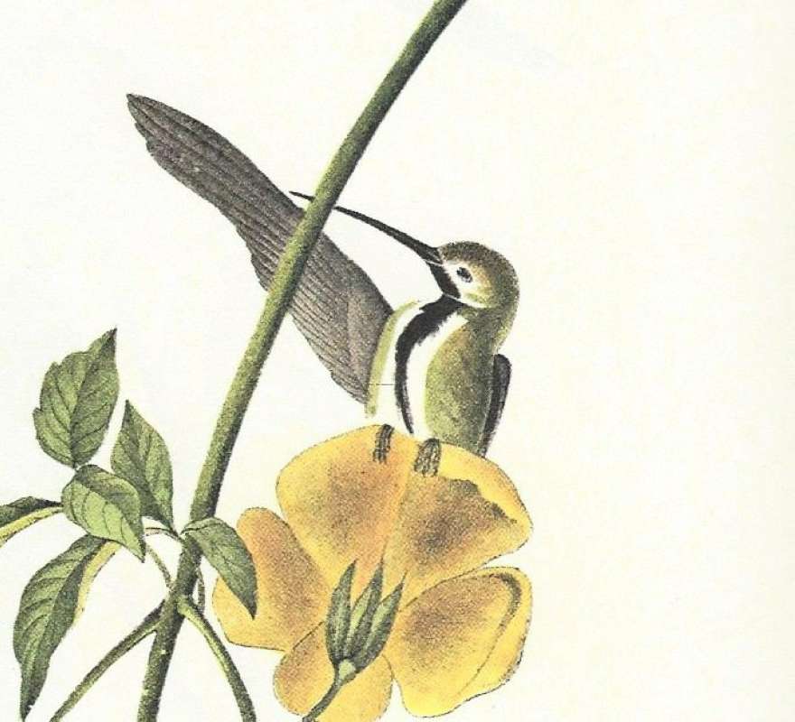 Closer View of Female<br>(Origin of the Specimen: Audubon Painting)