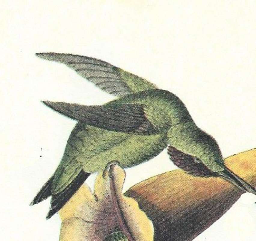 Male Closer View<br>(Origin of the Specimen: Audubon Painting)