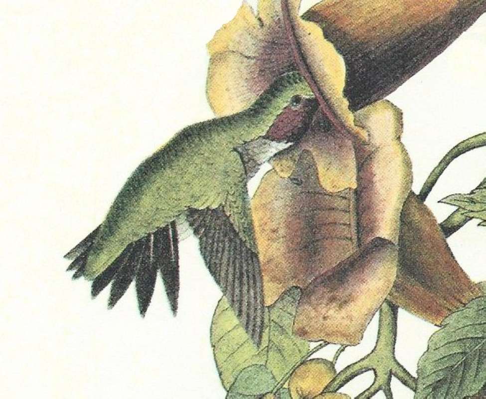 Alternate Male Closer View<br>(Origin of the Specimen: Audubon Painting)