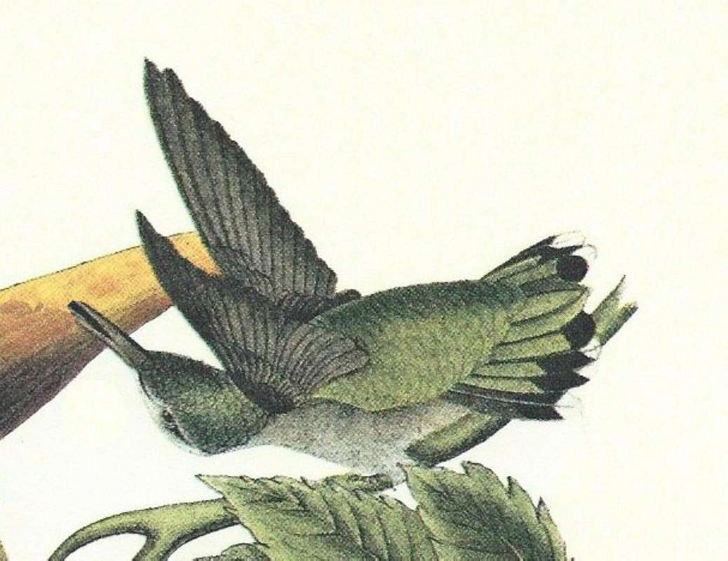 Female - Clsoer View<br>(Origin of the Specimen: Audubon Painting)