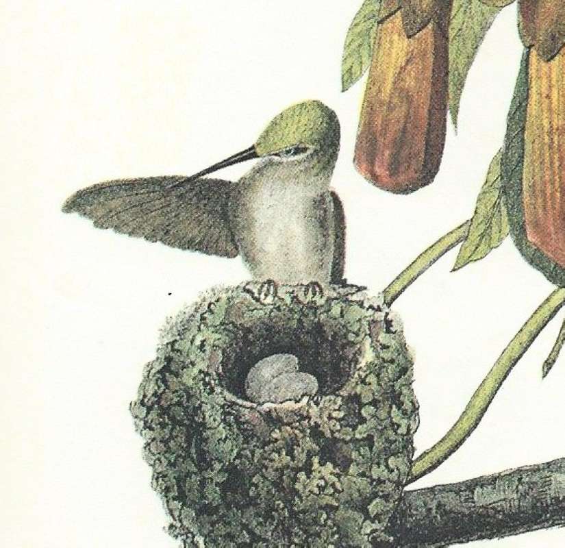 Young on Nest - Closer View<br>(Origin of the Specimen: Audubon Painting)