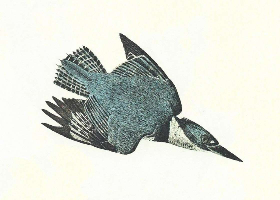 Close View of Male in flight<br>(Origin of the Specimen: Painting - Audubon)