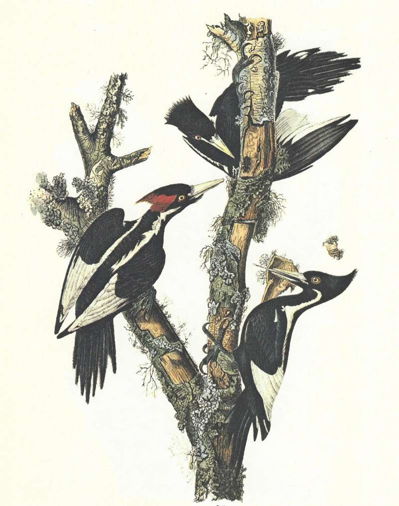 Male on Left - Two Females on Right<br>(Origin of the Specimen: Audubon Painting)