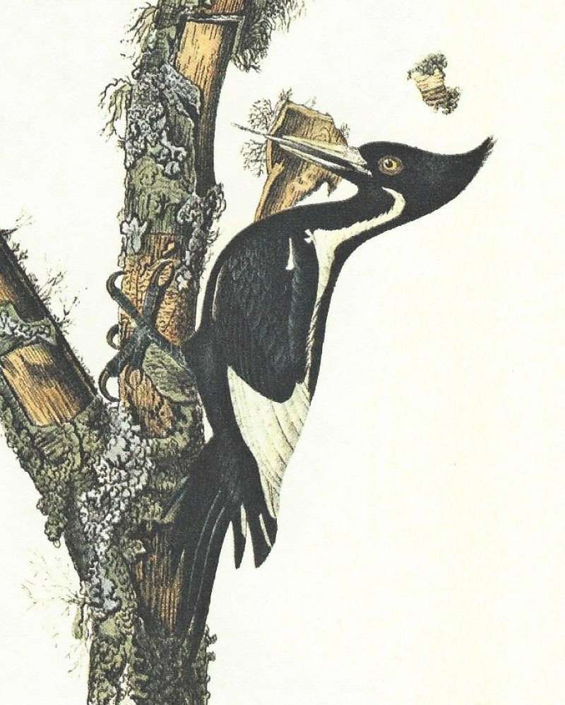 Closer View of Lower Female<br>(Origin of the Specimen: Audubon Painting)