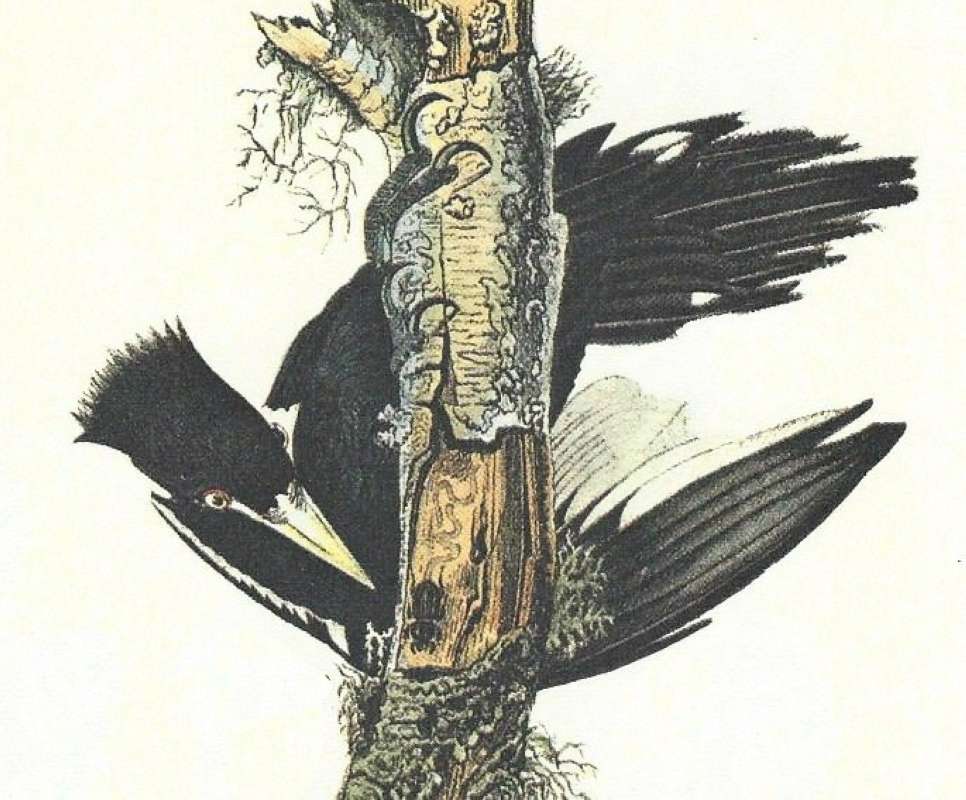 Closer View of Top Female<br>(Origin of the Specimen: Audubon Painting)