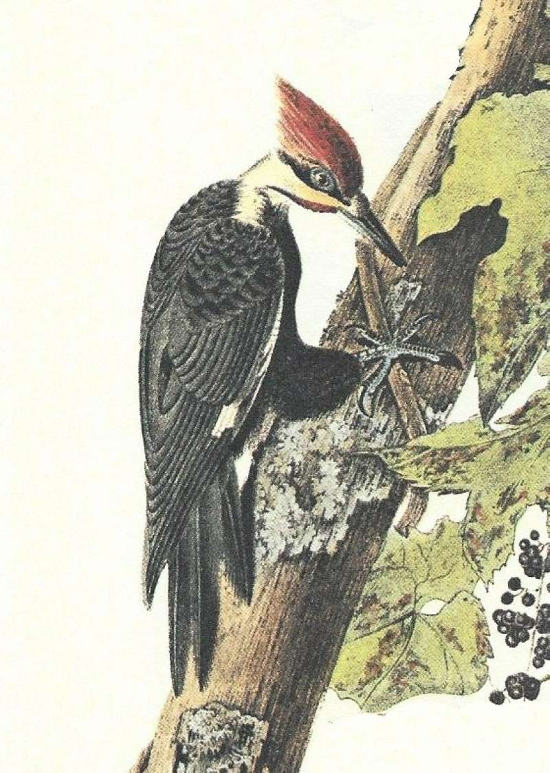 Closer View of Male<br>(Origin of the Specimen: Audubon Painting)
