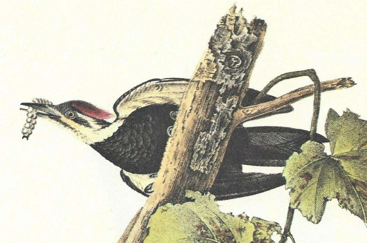 Closer View of Female<br>(Origin of the Specimen: Audubon Painting)