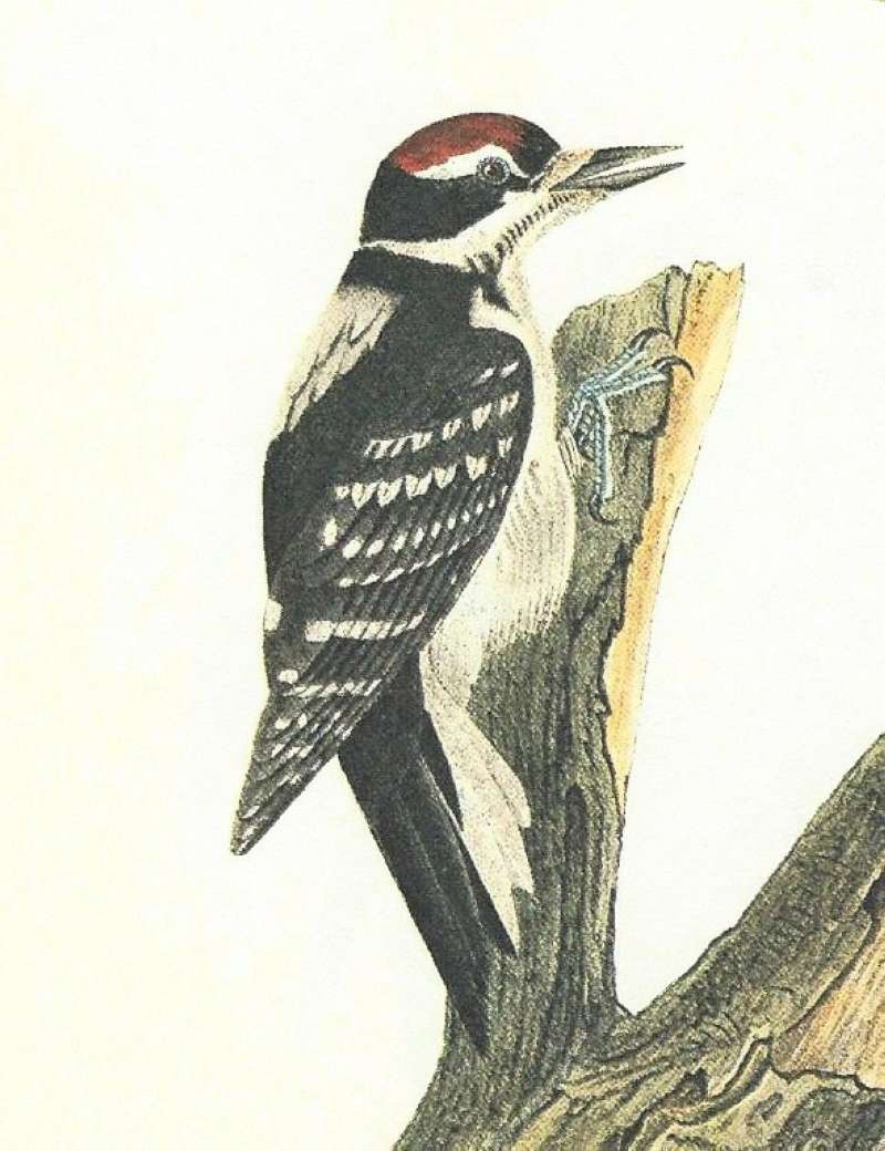 Closer View of Male<br>(Origin of the Specimen: Audubon Painting)