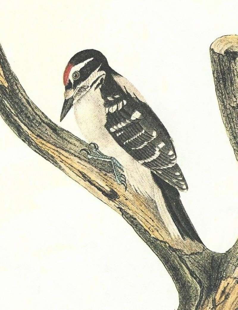 Closer View of Female<br>(Origin of the Specimen: Audubon Painting)
