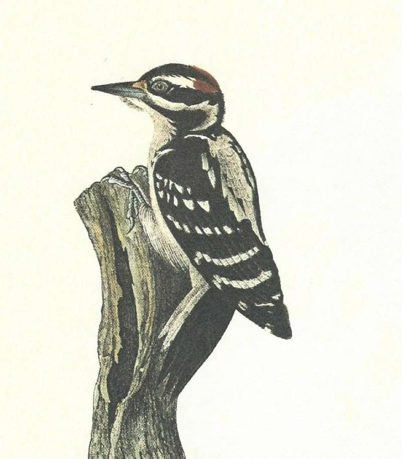 Closer View of Male<br>(Origin of the Specimen: Audubon Painting)