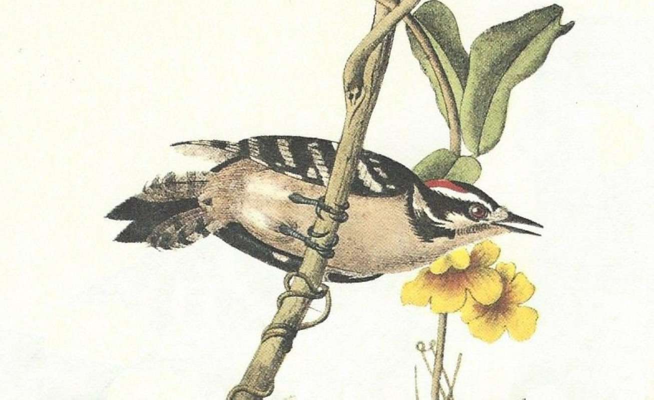 Closer View of Male<br>(Origin of the Specimen: Audubon Painting)