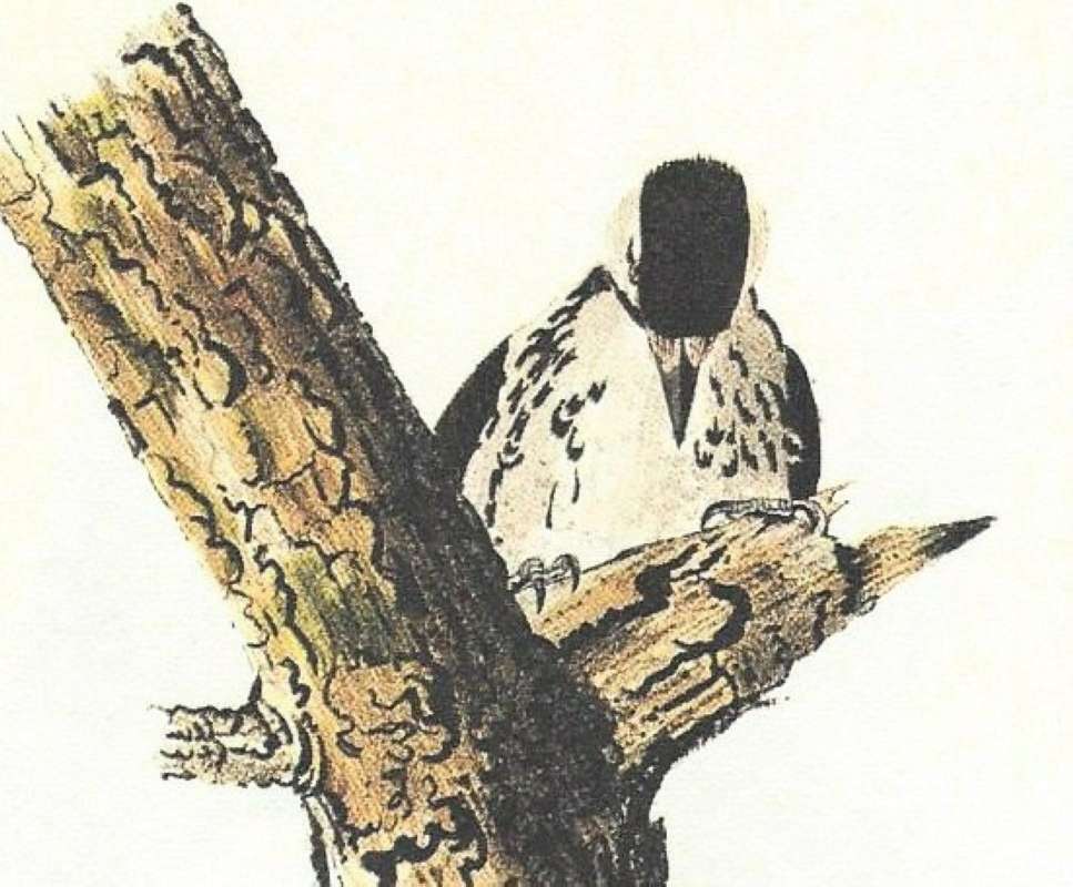 Closer View of Female<br>(Origin of the Specimen: Audubon Painting)