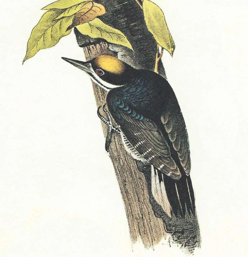 Closer View of Male<br>(Origin of the Specimen: Audubon Painting)