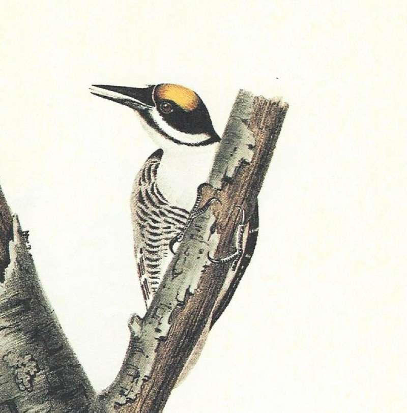 Closer View of Second Male<br>(Origin of the Specimen: Audubon Painting)