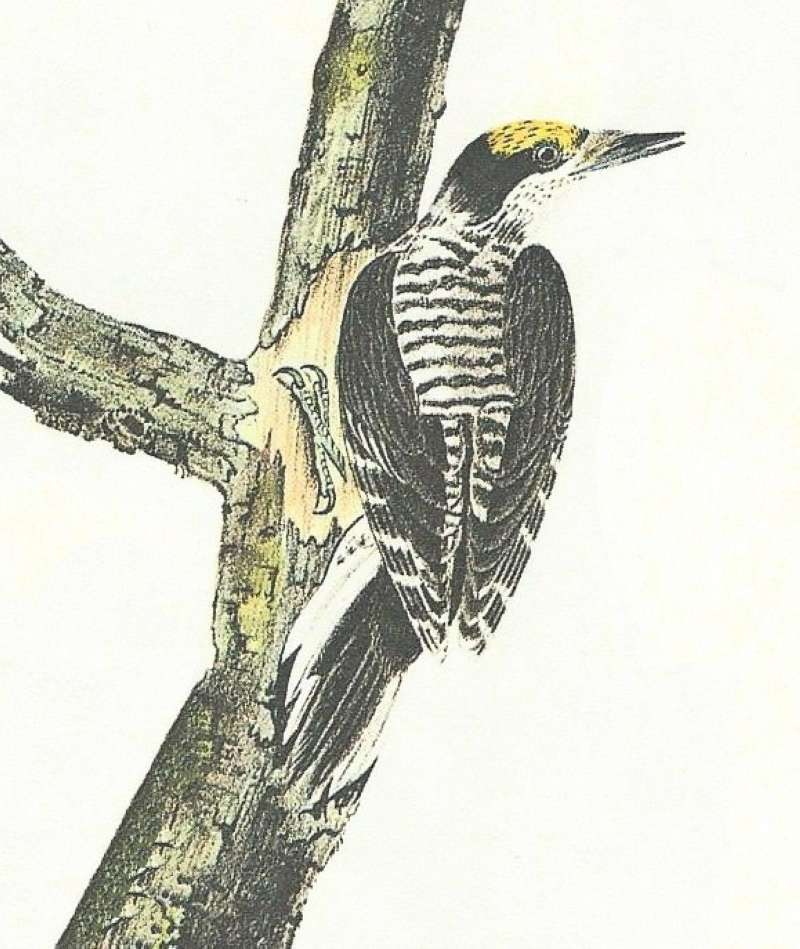 Closer View of Male<br>(Origin of the Specimen: Audubon Painting)