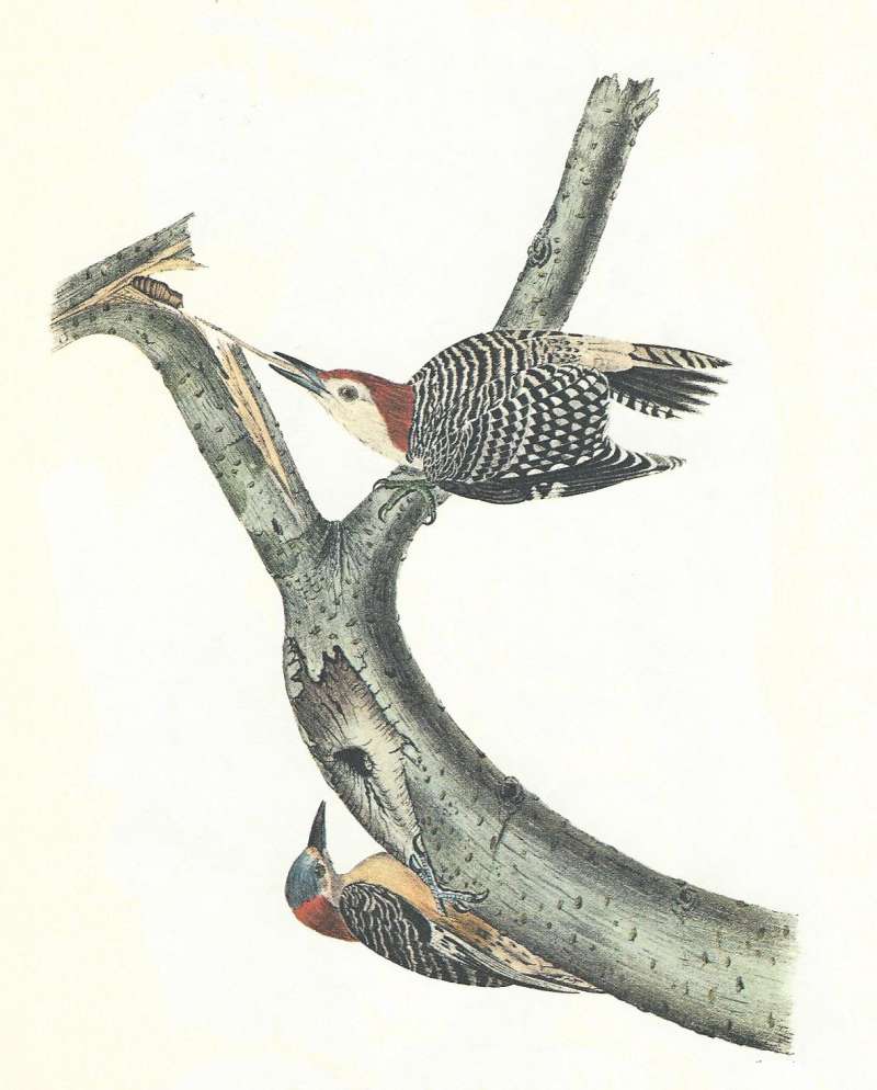 Male Above and Female Below<br>(Origin of the Specimen: Audubon Painting)