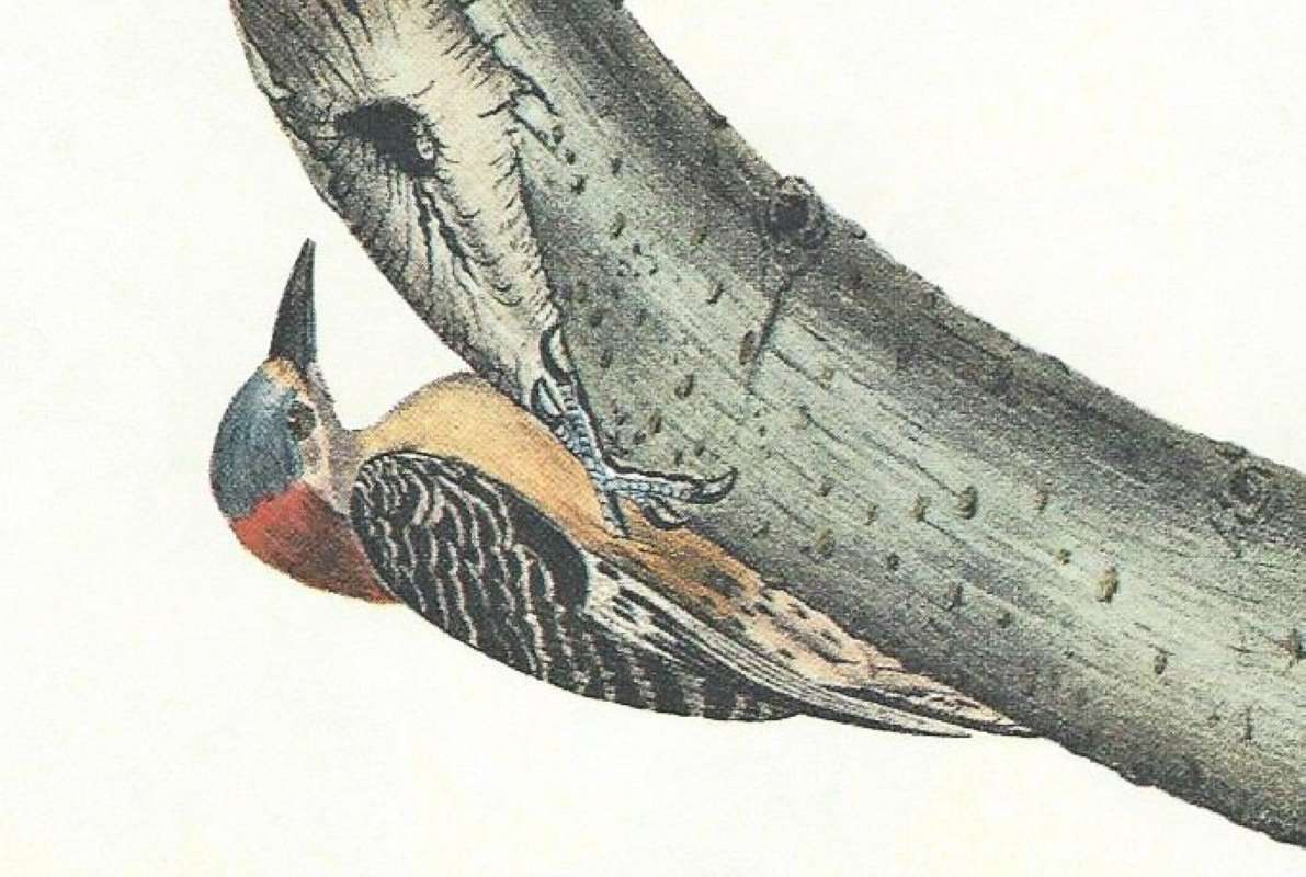 Closer View of Female<br>(Origin of the Specimen: Audubon Painting)