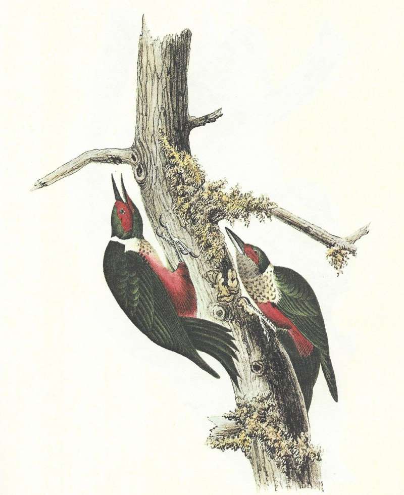 Pair - Male on Left<br>(Origin of the Specimen: Audubon Painting)