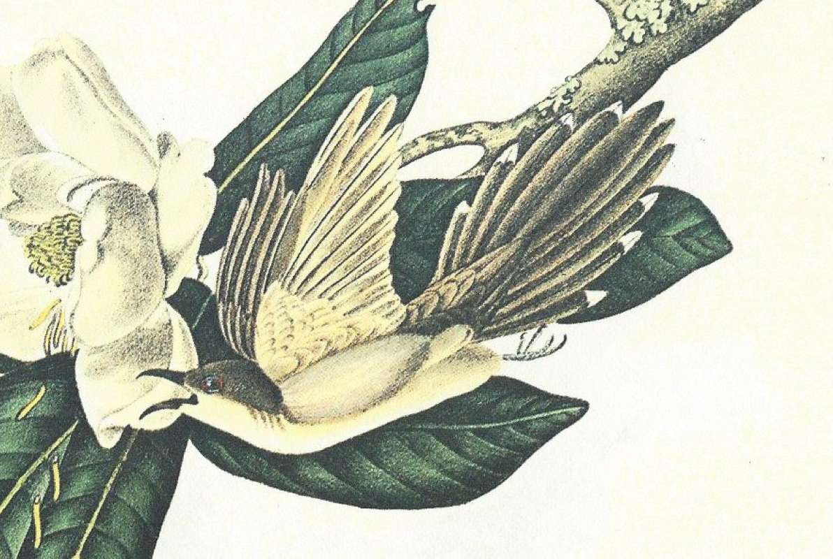 Closer View of Male<br>(Origin of the Specimen: Audubon Painting)
