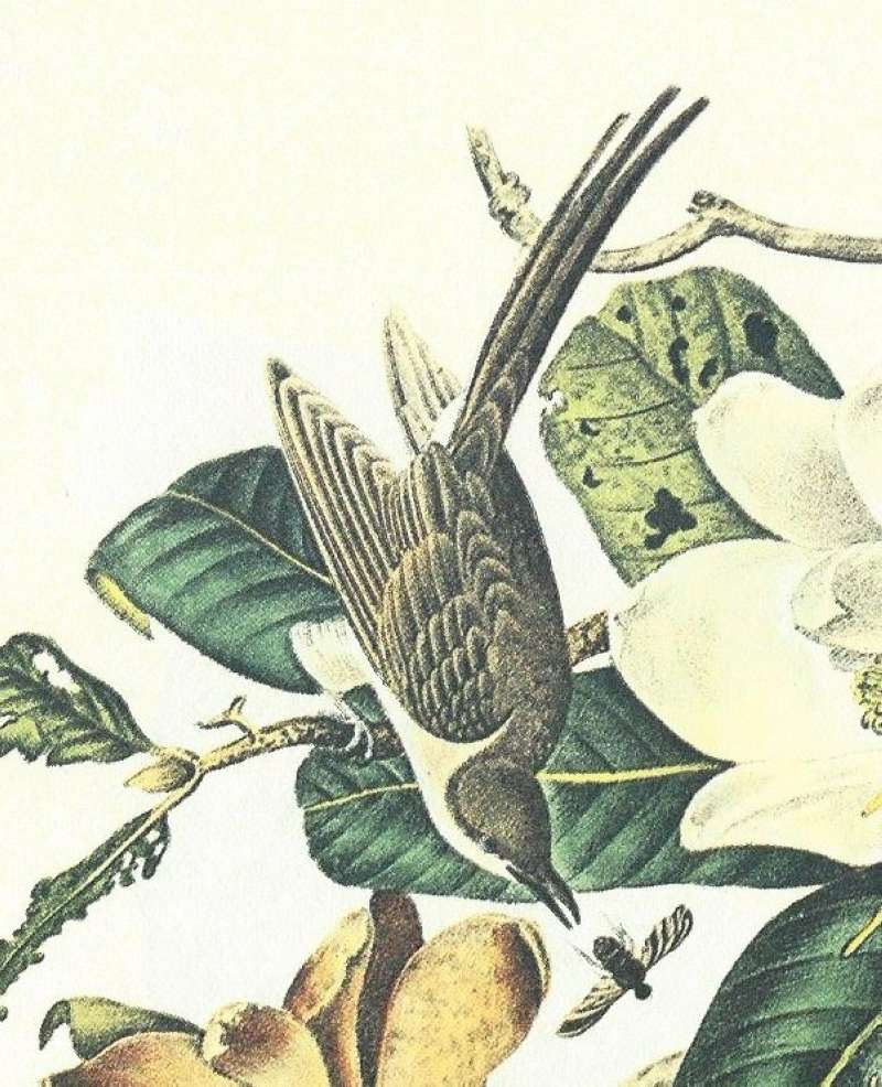 Closer View of Female<br>(Origin of the Specimen: Audubon Painting)