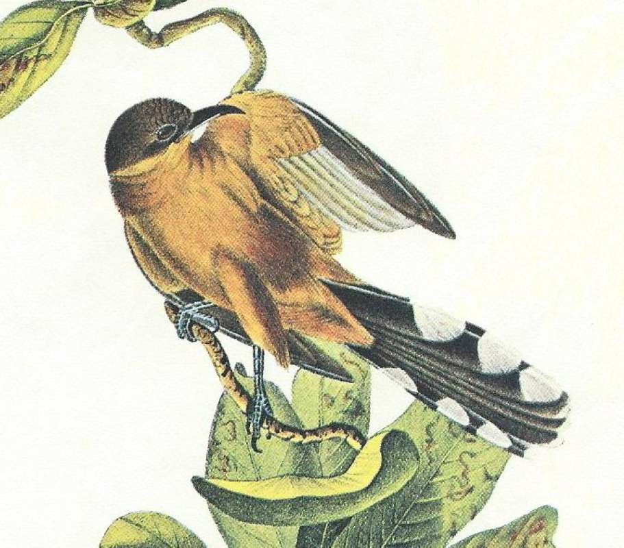 closer View of Male<br>(Origin of the Specimen: Audubon Painting)