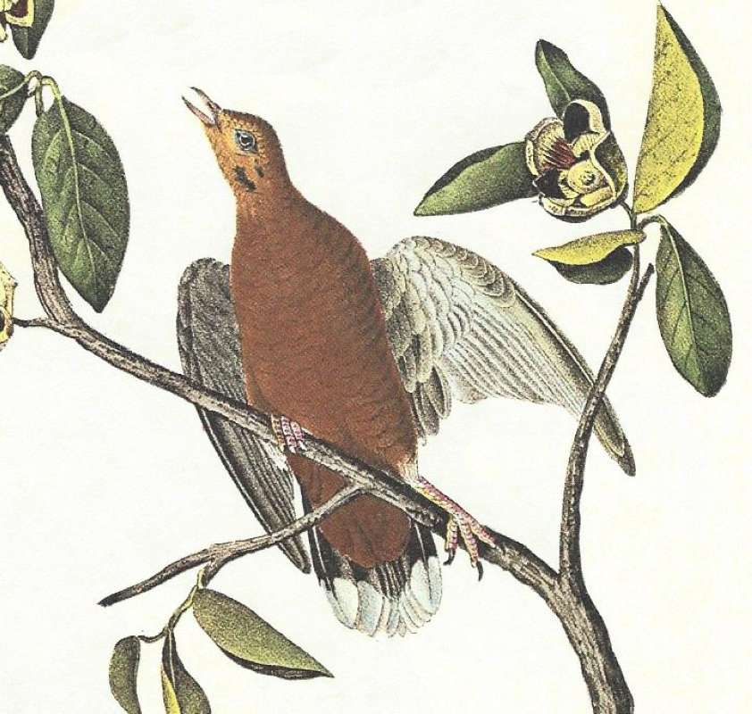 Closer View of Male<br>(Origin of the Specimen: Audobon Painting)