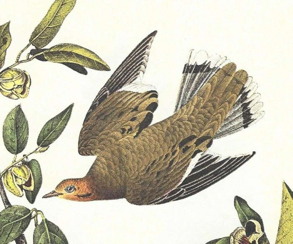 Closer View of Female<br>(Origin of the Specimen: Audobon Painting)