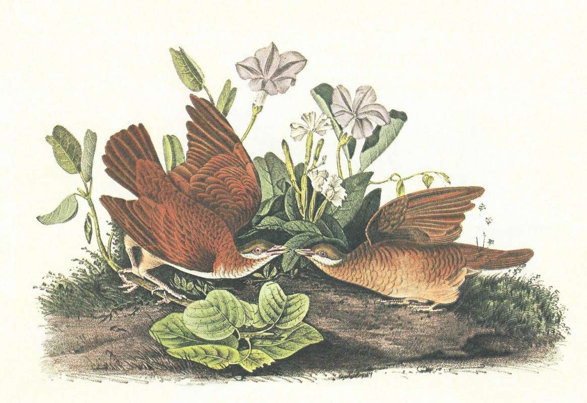 Male on Left, Female on Right<br>(Origin of the Specimen: Audubon Painting)