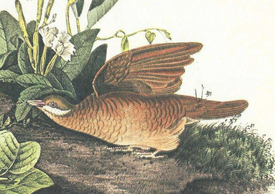 Closer View of Female<br>(Origin of the Specimen: Audubon Painting)