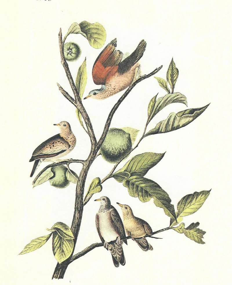 Two Males Abvoe, Female and Young Below<br>(Origin of the Specimen: Audubon Painting)